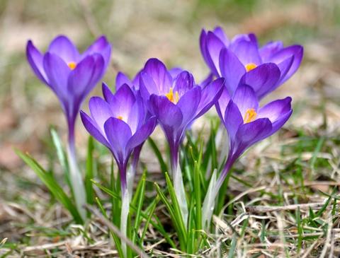 należy pamiętać, że pierwsze wiosenne kwiaty są pod ochroną, jest ich mało i mogą wyginąć.