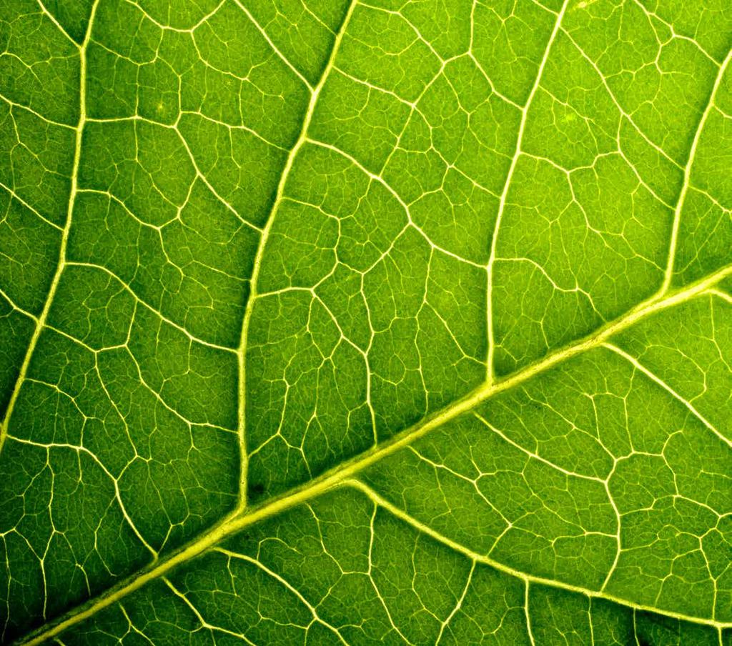 Zielona Amica Ekologia jest niezwykle istotna dla naszej marki.