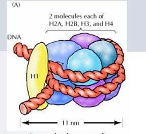 Histony Małe zasadowe białka o ładunku dodatnim Po dwie cząsteczki histonów