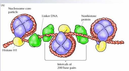 Nukleosomy łączą się przez DNA