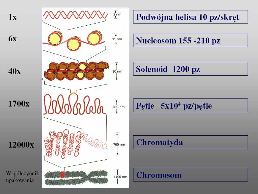 Od DNA do chromosomu kolejne