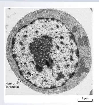 Chromatyna występuje w jądrze komórkowym w dwóch postaciach upakowania: Heterochromatyna ma strukturę skondensowaną, jest