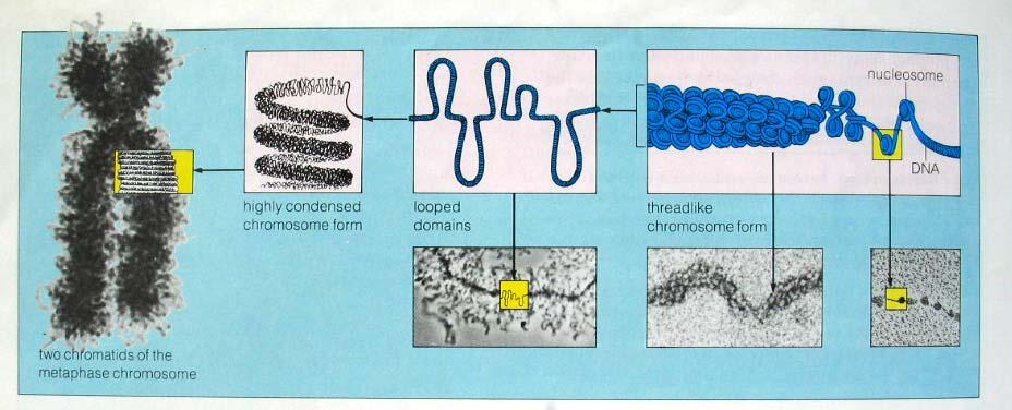 Od chromatyny do chromosomu Chromosomy powstają