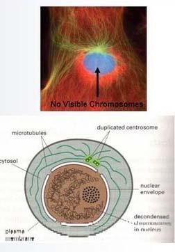 Komórka podejmuje decyzję o Po fazie S każdy chromosom składa się z dwóch