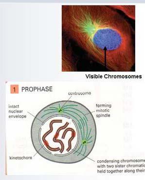 Profaza Początek kondensacji chromosomów Centrosomy rozchodzą