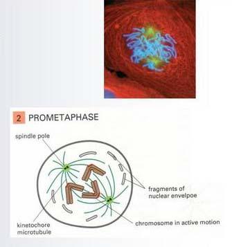 Prometafaza Rozpada się błona jądrowa Mikrotubule