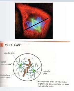 Metafaza Chromosomy ustawiają się w płytce równikowej Kinetochory