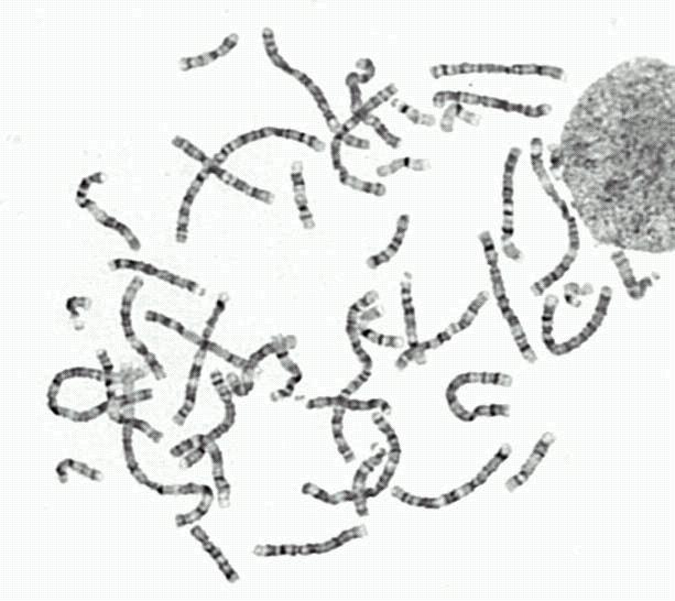 Jądro komórkowe 46 chromosomów 2,6 metra DNA 3
