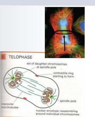 Telofaza Zestawy chromosomów na przeciwległych biegunach Odtwarzane jest otoczka jądrowa