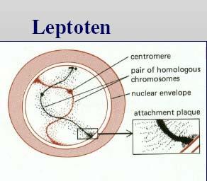 Profaza I Leptoten stadium cieńkiej nici Z chromatyny jądra