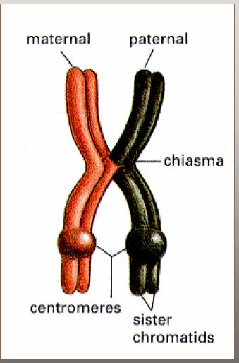 chromosomy są połączone w