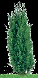 Thuja SMARAGD kod: