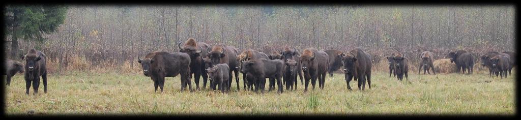 Strategia ochrony żubra Bison bonasus w Polsce W 2007 roku resort środowiska zatwierdził Strategię ochrony żubra Bison bonasus w Polsce, w której zaproponowano: prowadzenie monitoringu opartego na