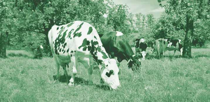 wymię Prawidłowy typ i budowa krowy: zmniejsza prawdopodobieństwo wystąpienia jego schorzeń, wpływa na spadek liczby komórek somatycznych w mleku, sprzyja większej produkcji mleka, poprawia
