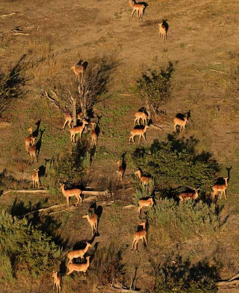 12 DALEKIE PODRÓŻE 13 BOTSWANA Z LOTU PTAKA ROBERT GONDEK www.szczytyafryki.pl << Przed wyruszeniem w drogę zastanawiałem się, czy dziesiąta podróż na kontynent afrykański może mnie jeszcze zachwycić.