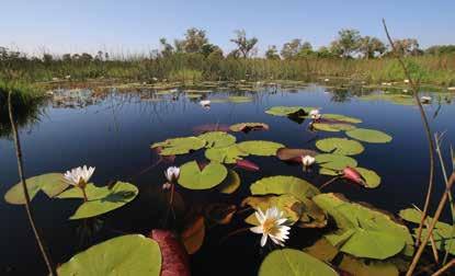 Chcieliśmy wybrać się do Rezerwatu Moremi (Moremi Podróż autem terenowym z namiotem to idealny sposób zwiedzania Botswany Game Reserve), aby poznać to miejsce w sposób najbardziej tradycyjny, czyli z