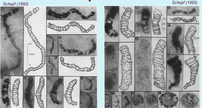 Pierwsze ślady życia - kontrowersje czert Apex (Apex chert) Australia, wiek 3,5 mld lat (Schopf 1993) Interpretacja