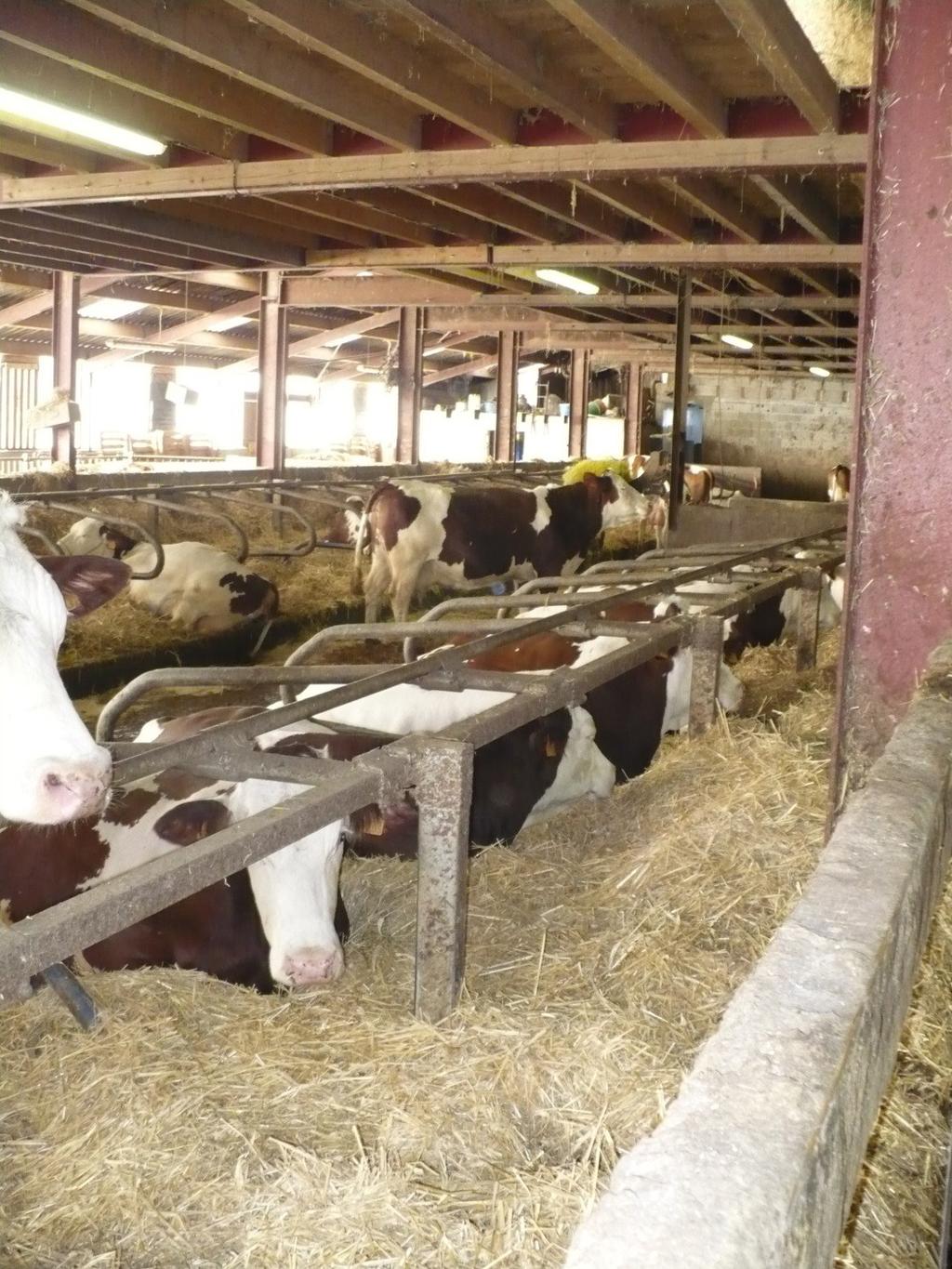 Dój krów odbywał się w hali udojowej 2x5. Podstawę zimowego żywienia krów stanowiły: sianokiszonka, siano oraz kiszonka z kukurydzy, uzupełnione paszami treściwymi oraz premiksami.