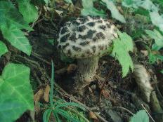 Szyszkowiec łuskowaty Strobilomyces strobilaceus. Wapiennik w Inwałdzie, 11.07.2006. Fot. Piotr Chachuła Ryc. 10. Maczużnik nasięźrzałowy Cordyceps ophioglossoides.