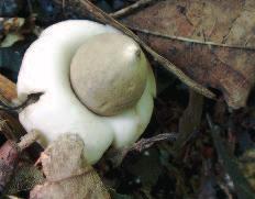 108 Wszechświat, t. 109, nr 4-6/2008 Ryc. 15. Gwiazdosz frędzelkowany Geastrum fimbriatum. Wapiennik w Inwałdzie, 10.09.2006. Fot. Piotr Chachuła Ryc. 16. Miseczniczka łodygowa Calyptella capula.