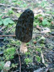 Gatunek ten jest niejadalny, nie posiada zapachu i smaku. W Polsce rzadki, umieszczony na czerwonej liście (R). gwiazdosz frędzelkowany Geastrum fimbriatum Fr. 10.09.2006 r.