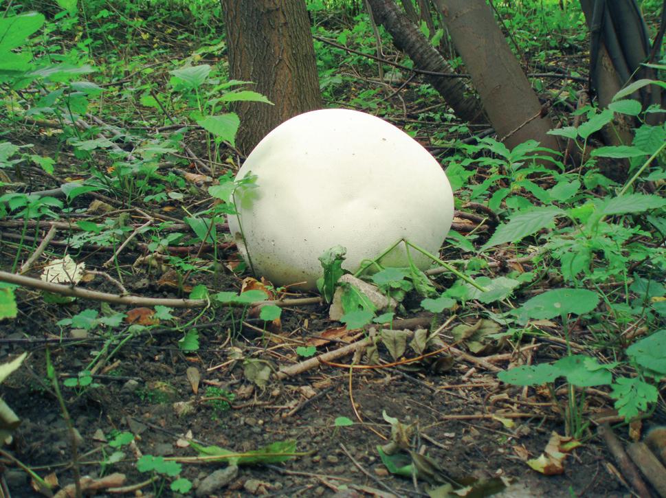 Wszechświat, t. 109, nr 4-6/2008 Ryc. 18. Purchawica olbrzymia Langermannia gigantea. Wapiennik w Inwałdzie, 03.09.2006. Fot.