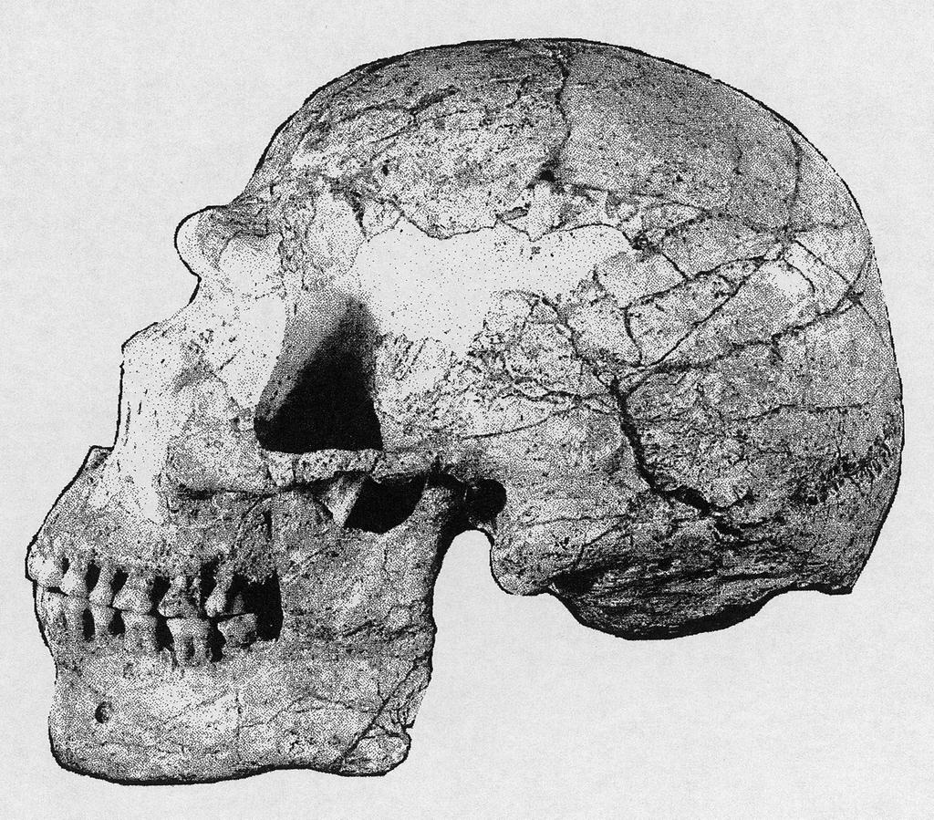 KAROL PIASECKI I WIES AW WI CKOWSKI PLANSZA 40 Fig. 4. Stanowiska neandertalczyków typowych i atypowych (wg ALEKSEEV 1985).