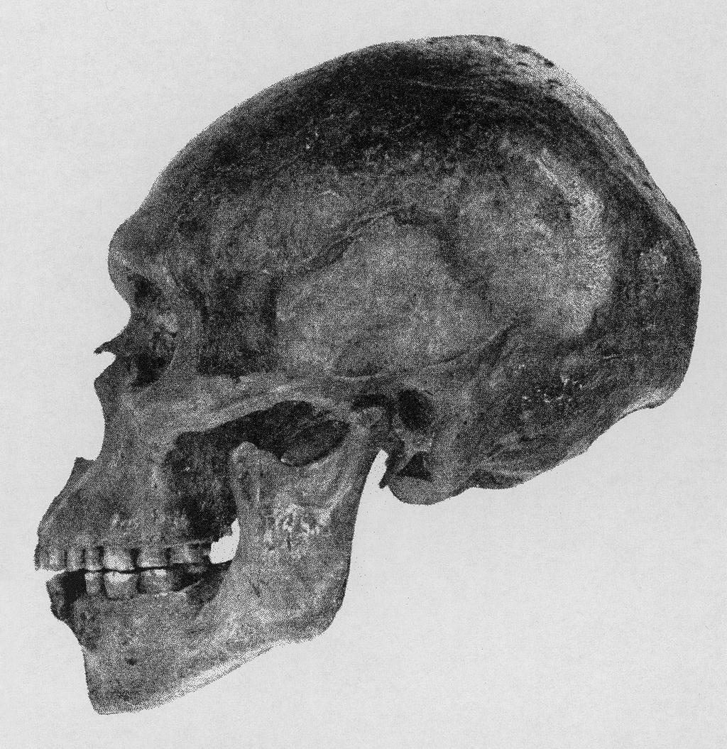 KAROL PIASECKI I WIES AW WI CKOWSKI PLANSZA 44 Fig. 11.