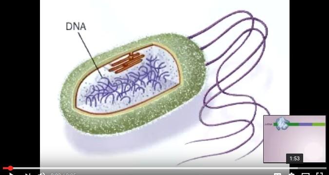 Operon laktozowy https://www.
