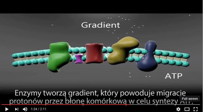 Synteza ATP w komórkach eukariotycznych. https://www.youtube.com/watch?
