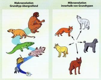 inteligentnego projektu w przyrodzie?