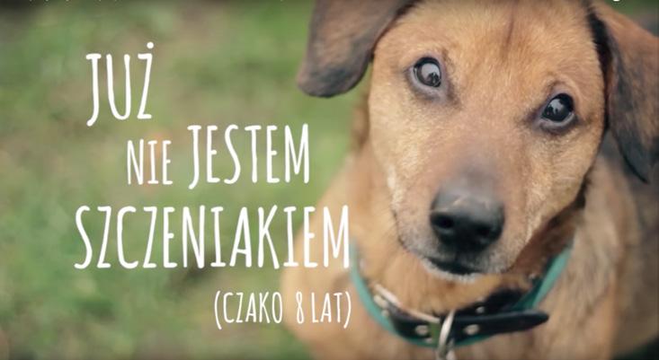 Nagroda w kategorii: KAMPANIE LOKALNE CHODŹ PÓJDZIEMY DO CIEBIE Starsze psy ze schroniska mają o wiele mniejszą szansę na adopcję niż szczeniaki.