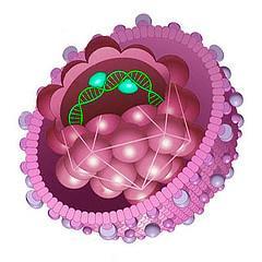 Naturalna historia infekcji HBV Faza tolerancji immunologicznej Faza immunoreaktywna