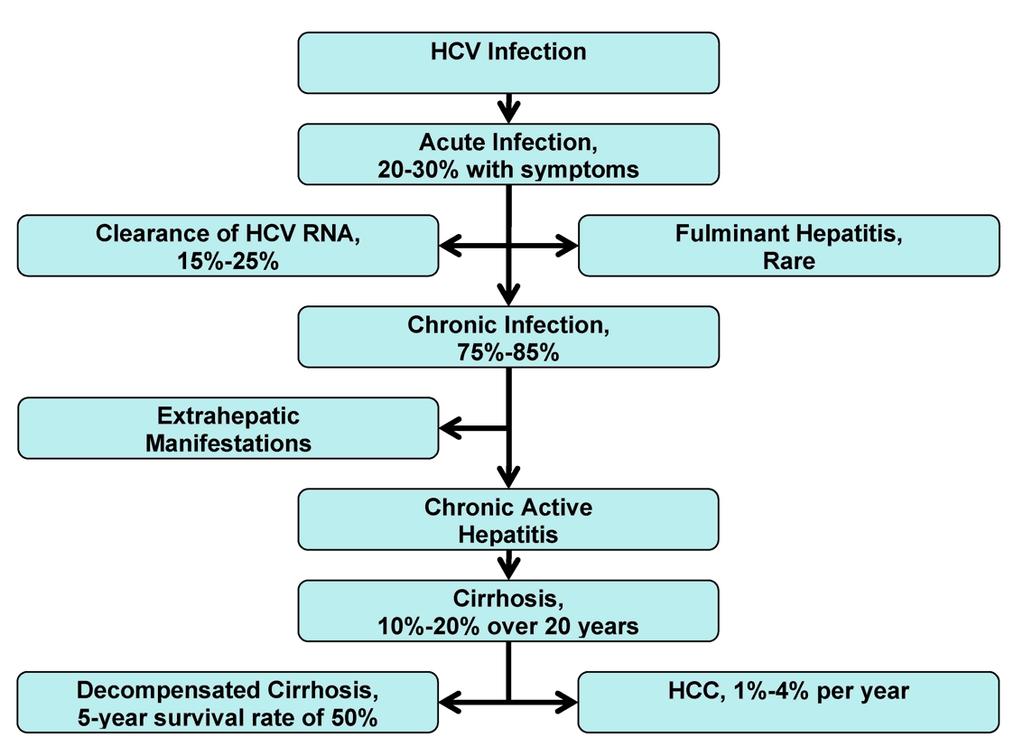 Infekcja HCV Ostra infekcja 25-30% z objawami klinicznymi Negatywizacja HCV RNA, 15-25% Piorunujące zapalenie wątroby, rzadko Przewlekła infekcja 75-85%