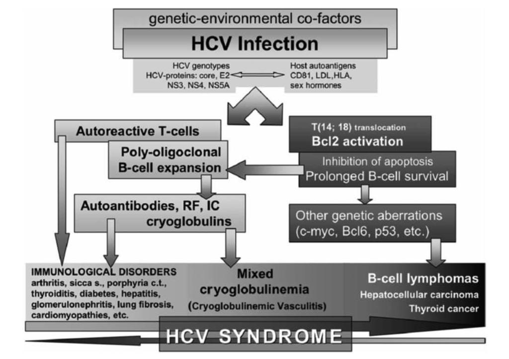 Czynniki środowiskowe i genetyczne Genotypy HCV, białka HCV: korowe, N3, NS3, NS4, NS5A Infekcja HCV Autoantygeny gospodarza, CD81, HLA.