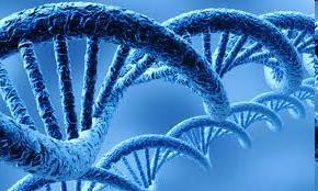 SEKWENCJONOWANIE DNA Do określenia sekwencji nukleotydów w DNA opracowano dwie zasadnicze metody: metodę chemiczną (metoda Maxama Gilberta), wykorzystująca specyficzną, chemiczną degradację DNA.