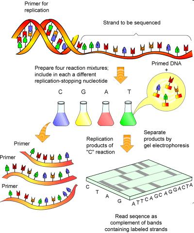 METODA SANGERA (ang, chain-termination method, Sanger method) polega na kopiowaniu badanej cząsteczki DNA w warunkach in vitro, enzym katalizujący polimeraza DNA.