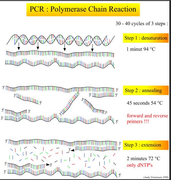 REAKCJA PCR SKŁAD MIESZANINYREAKCYJNEJ: -matryca DNA -polimeraza termostabilna - para specyficznych starterów (primers),