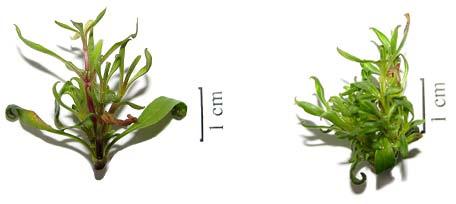The influence of type and orientation of explants on in vitro growth... 45 Fig. 1.