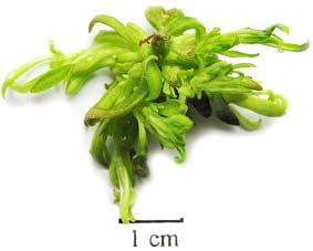 48 D. Kozak, E. Pogroszewska, M. Szmagara shoot apex removal stimulated strongly branching in in vitro cultures of Rosa manetti.