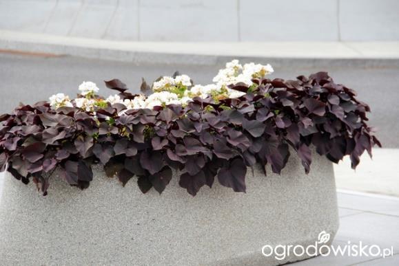 - pelargonia biała minimum 7 sadzonek w prostokątnej - ipomea bordowe liście minimum 6 sadzonek w prostokątnej 8) Donice ustawione na bulwarze przy ul.