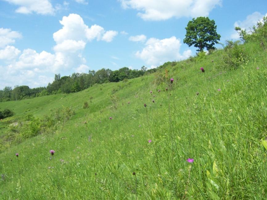 florystycznych).