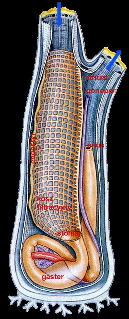 dorsalis