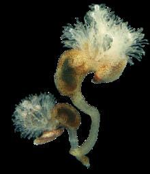 Cephalodiscus