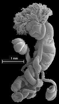 filtratory Pterobranchia