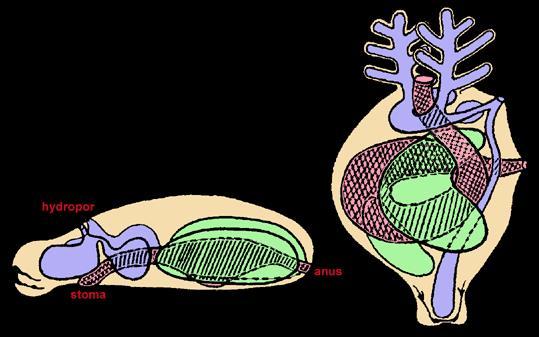 ECHINODERMATA