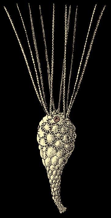 ECHINODERMATA SZKARŁUPNIE