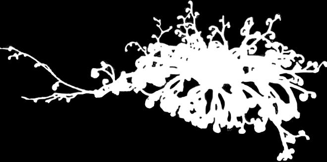 ECHINODERMATA WĘŻOWIDŁA lite