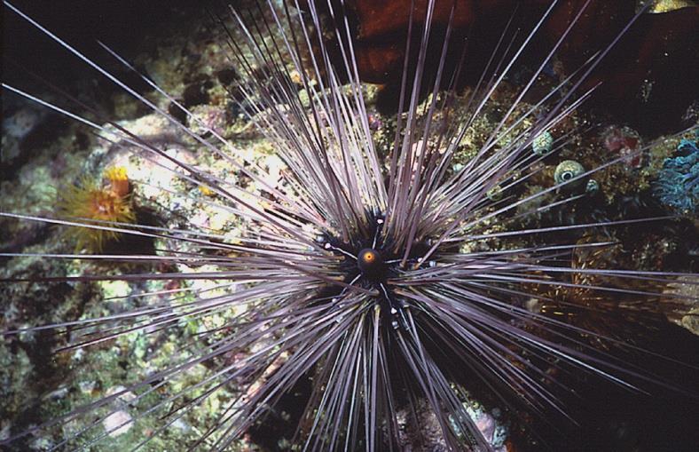 ECHINOIDEA JEŻOWCE