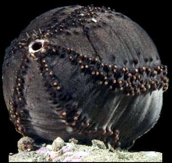 podeszwa Cucumaria